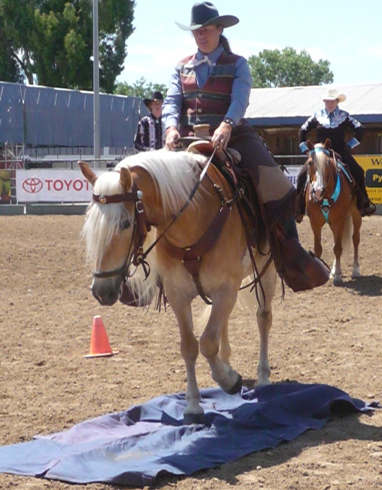 Our Haflinger Mares